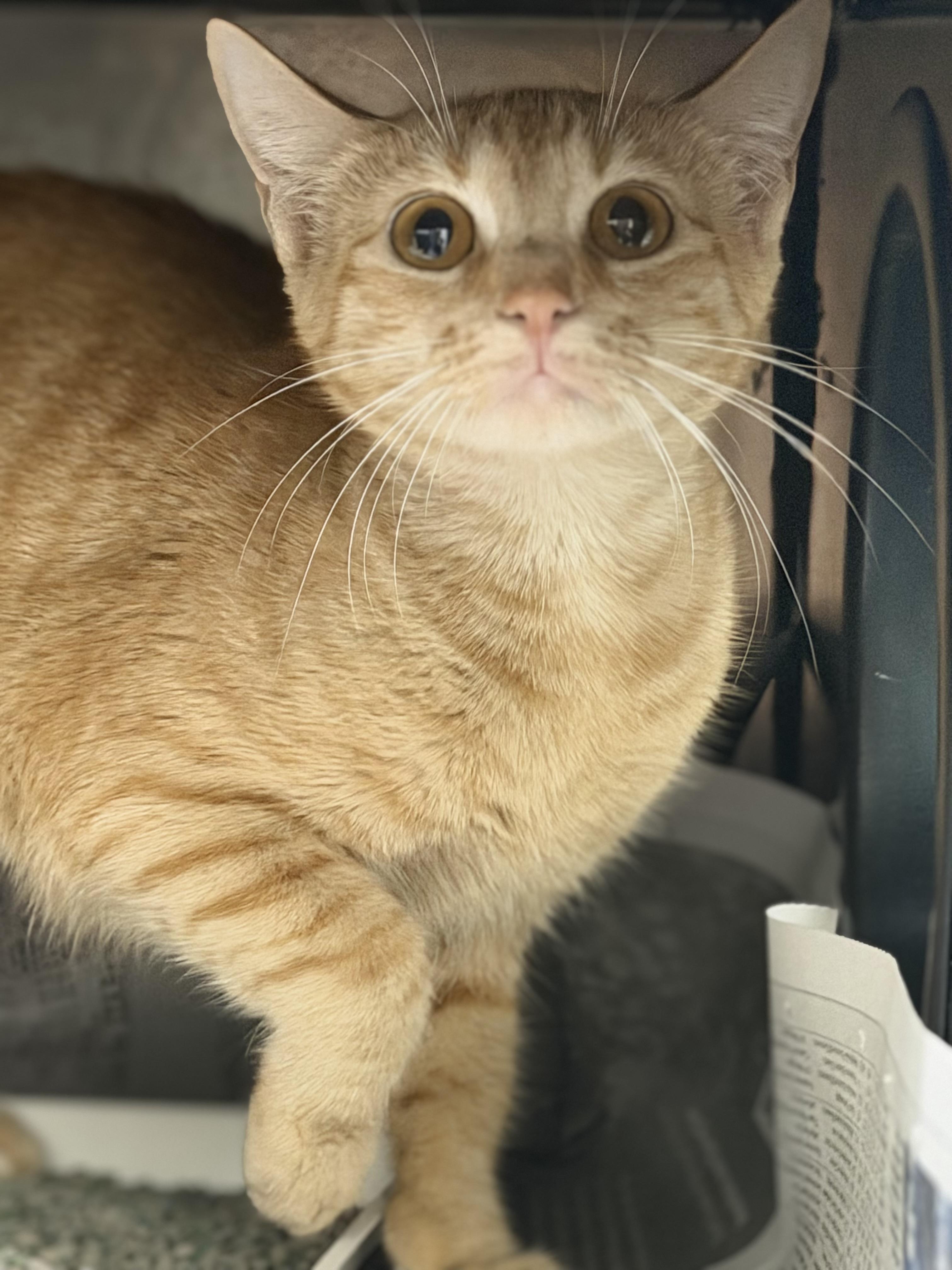 Enlarge Mama Kitty, a ADOPTABLE Domestic Short Hair in Sherman, TX image 1/4
