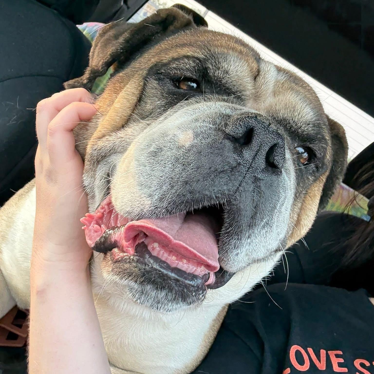Bones, Adopted, Adult Male English Bulldog.