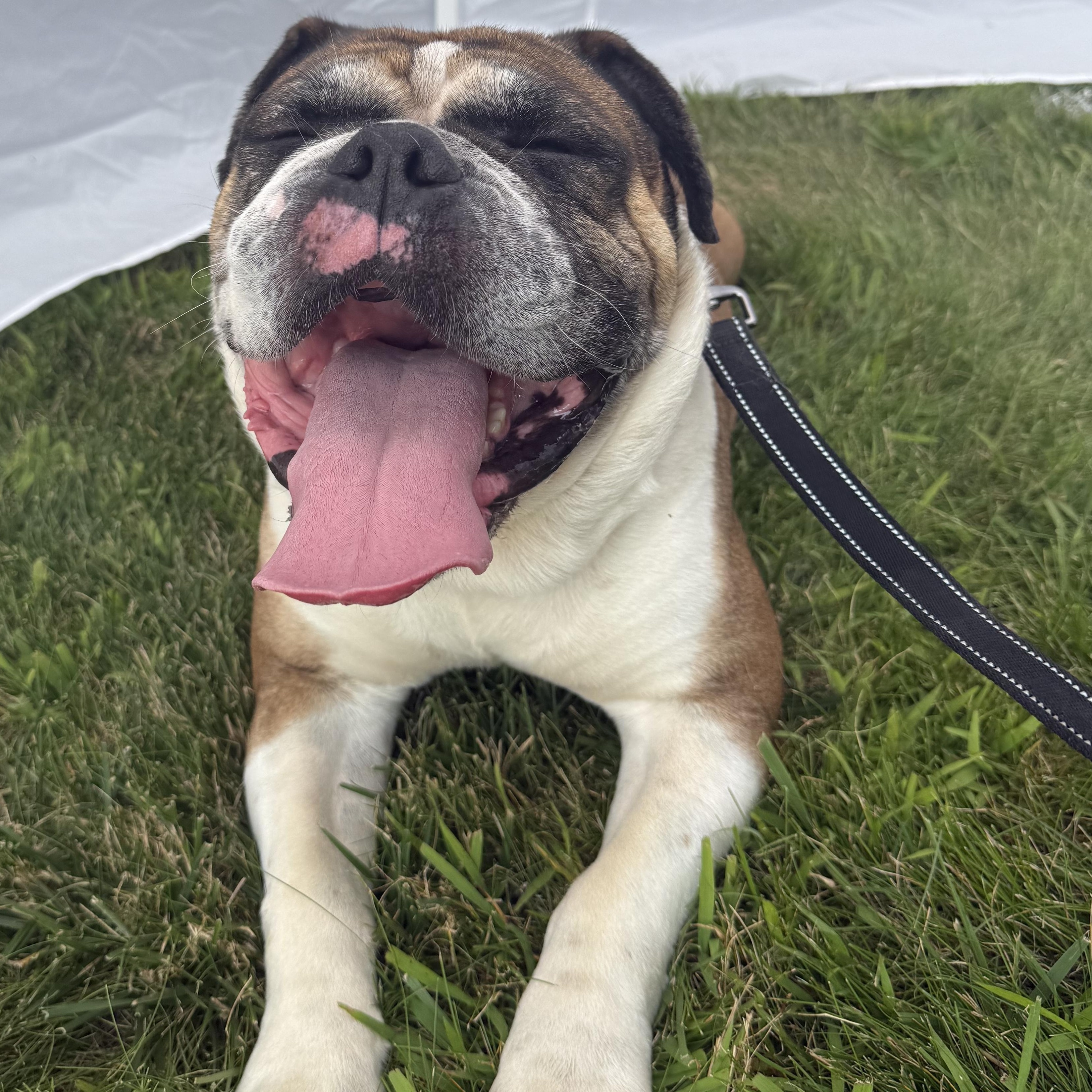 Enlarge Bones, a Adopted English Bulldog in Grand Blanc, MI image 2/5