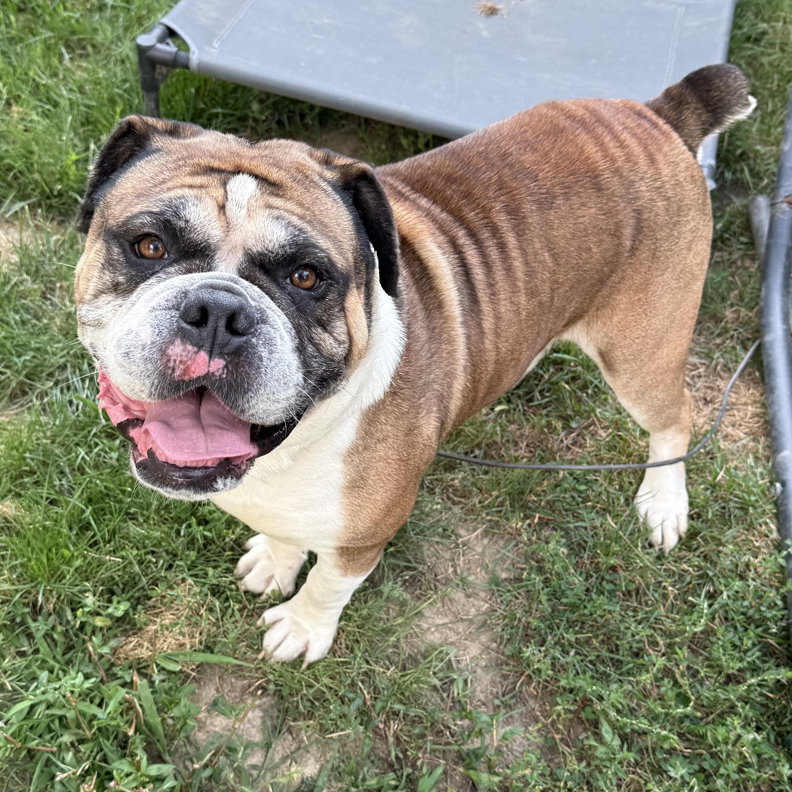 Enlarge Bones, a Adopted English Bulldog in Grand Blanc, MI image 3/5