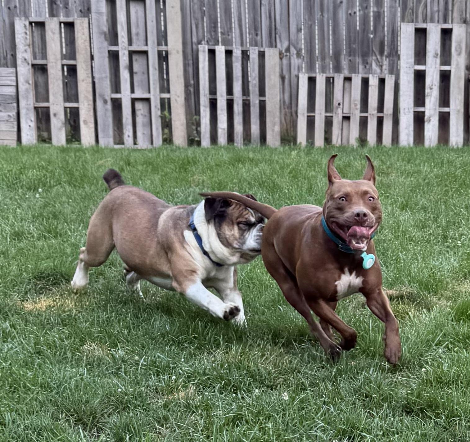 Enlarge Bones, a Adopted English Bulldog in Grand Blanc, MI image 4/5