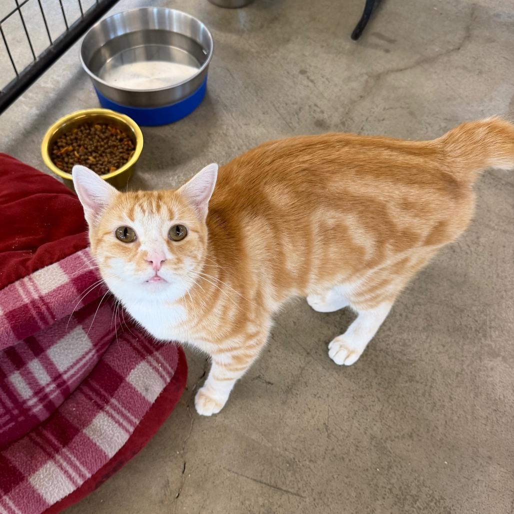 Winnie Wobbles, Adoptable, Adult Female Domestic Short Hair.