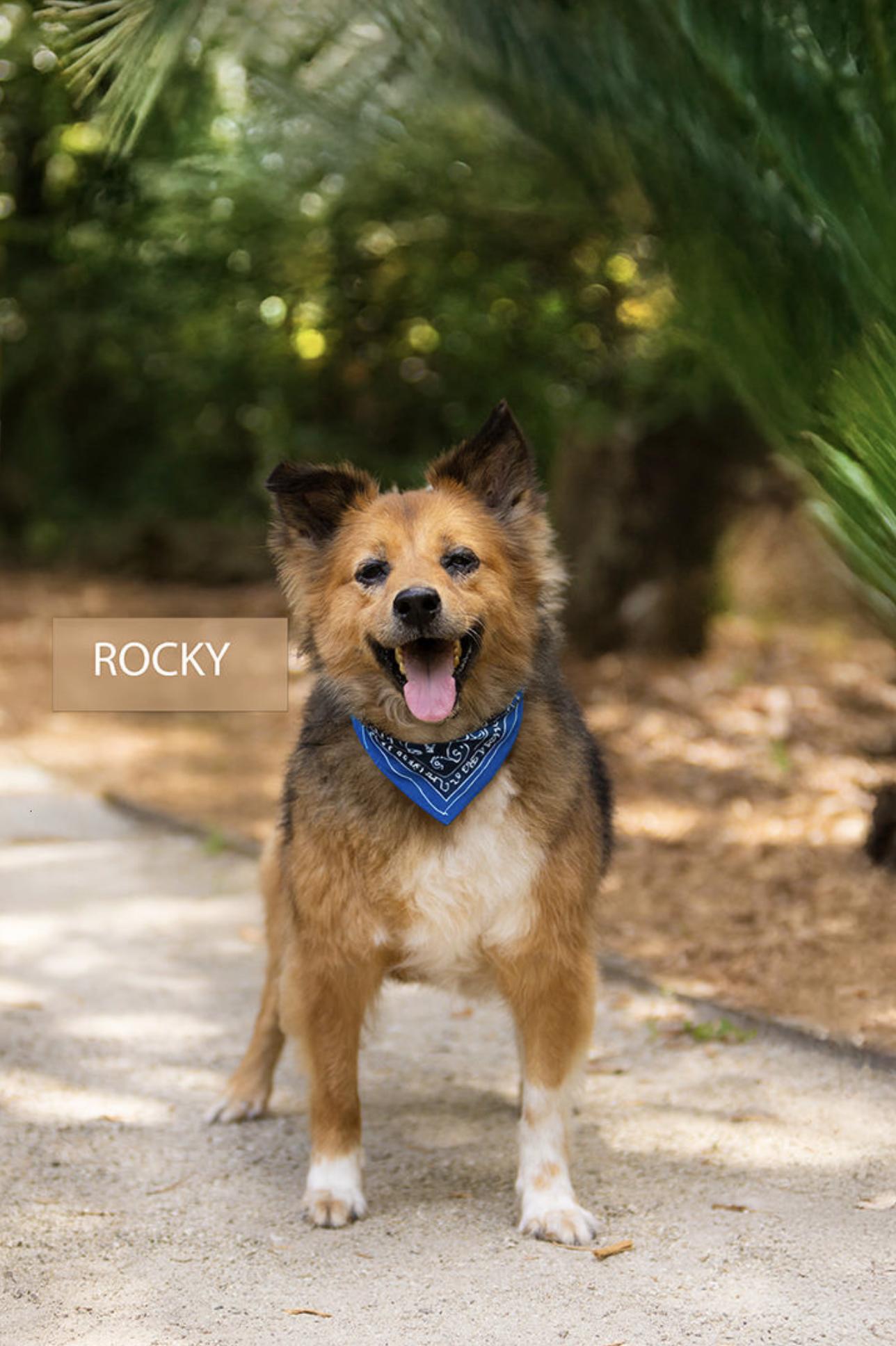 Rocky, Senior Male unknown