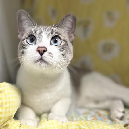 Sky, ADOPTABLE, Young Female Siamese & Tabby.