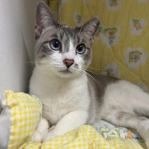 Sky, a ADOPTABLE mixed breed in Glendale, AZ image 2/5