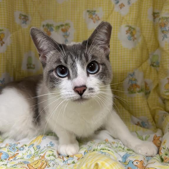 Sky, a ADOPTABLE mixed breed in Glendale, AZ image 3/5