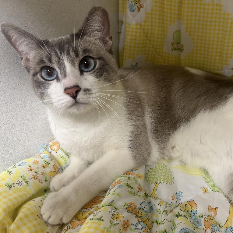 Sky, a ADOPTABLE mixed breed in Glendale, AZ image 4/5