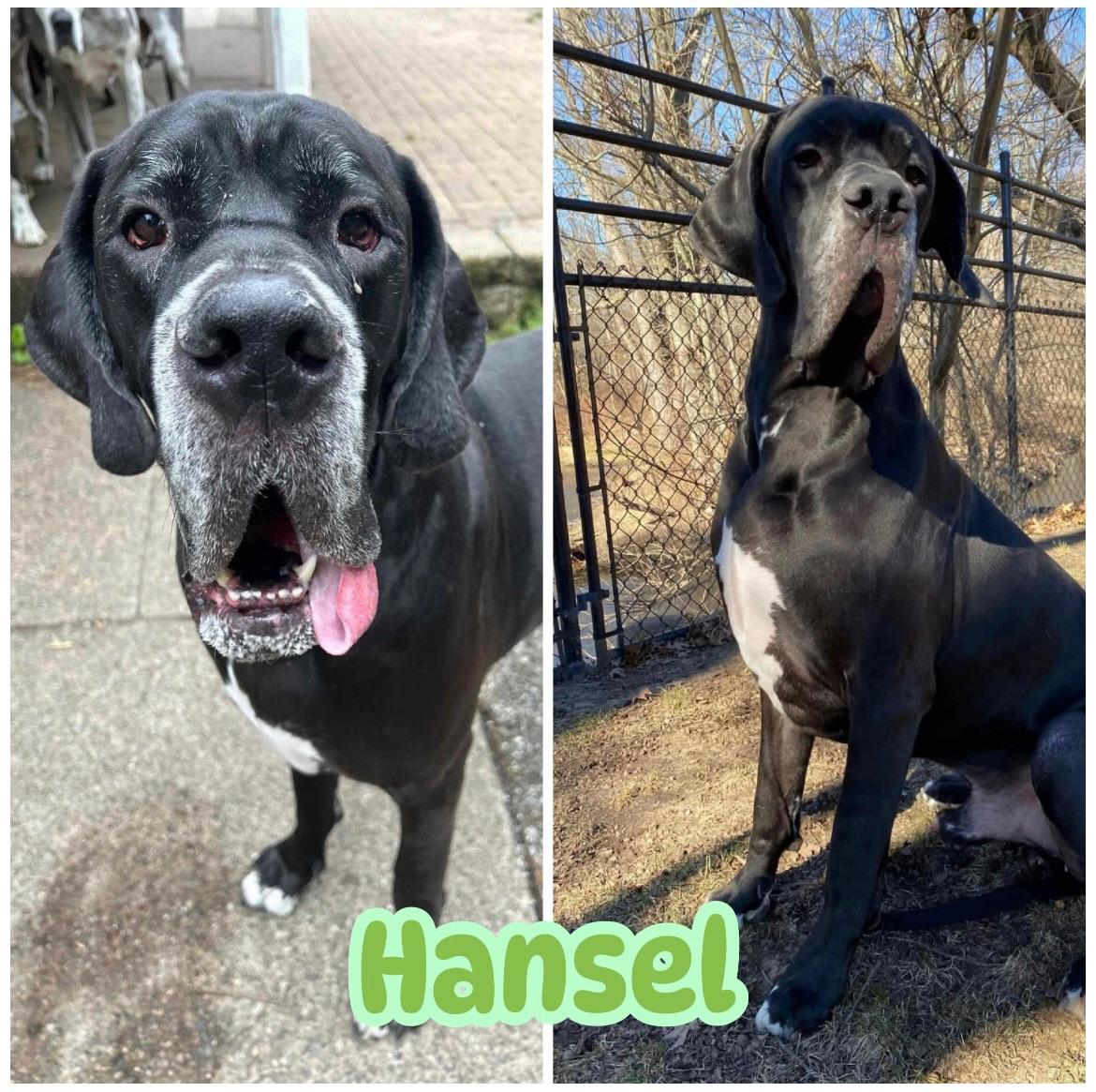 Enlarge Hansel, a Adoptable Great Dane in Ringwood, NJ image 1/1