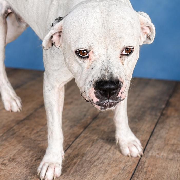 Enlarge Bleaker, a Adoptable mixed breed in East Saint Louis, IL image 1/1