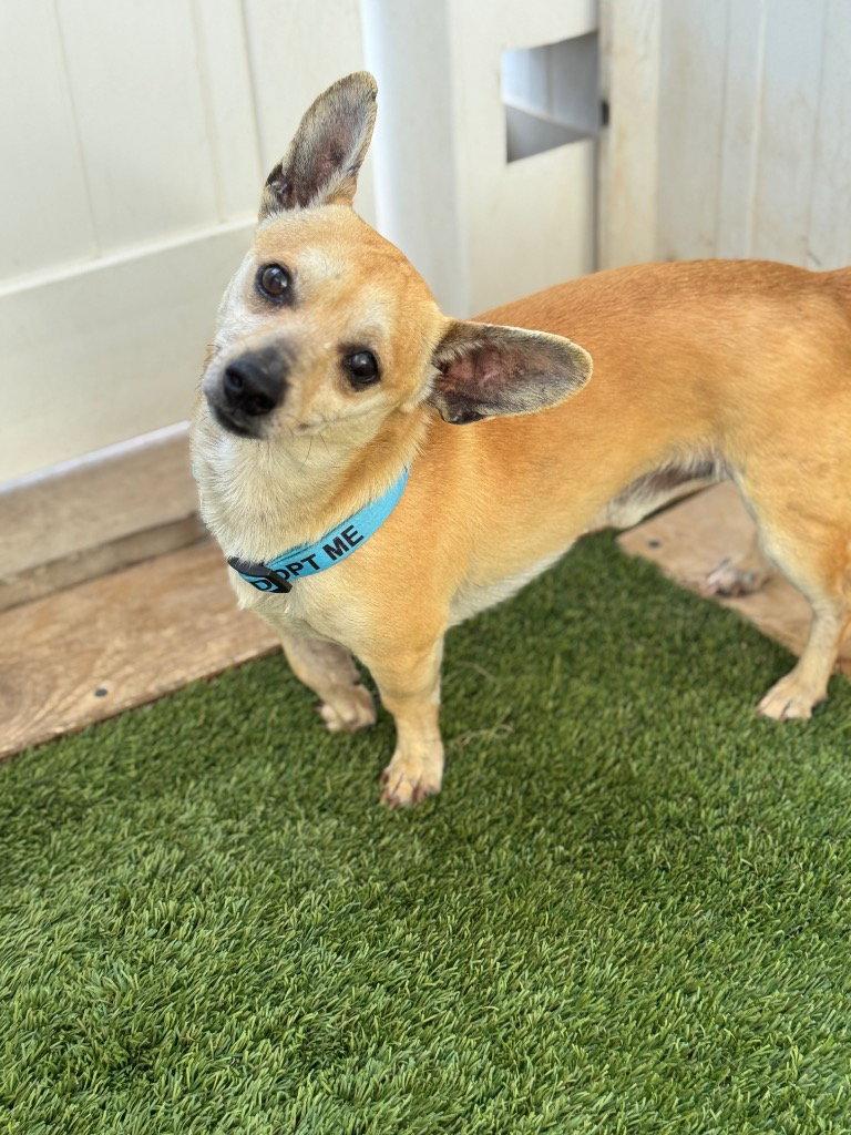 Sonny, Adoptable, Adult Male Chihuahua.
