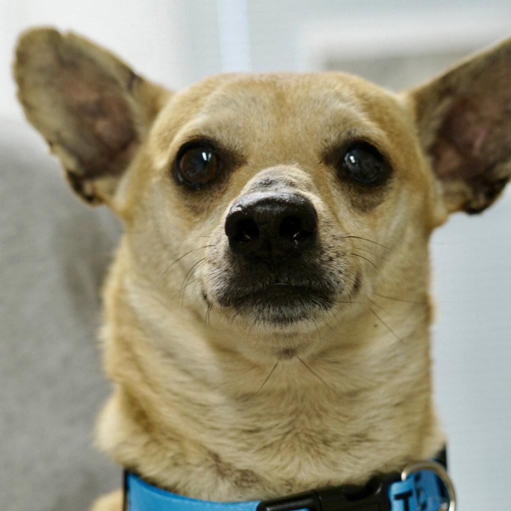 Enlarge Sonny, a Adoptable Chihuahua in Saint George, UT image 2/2