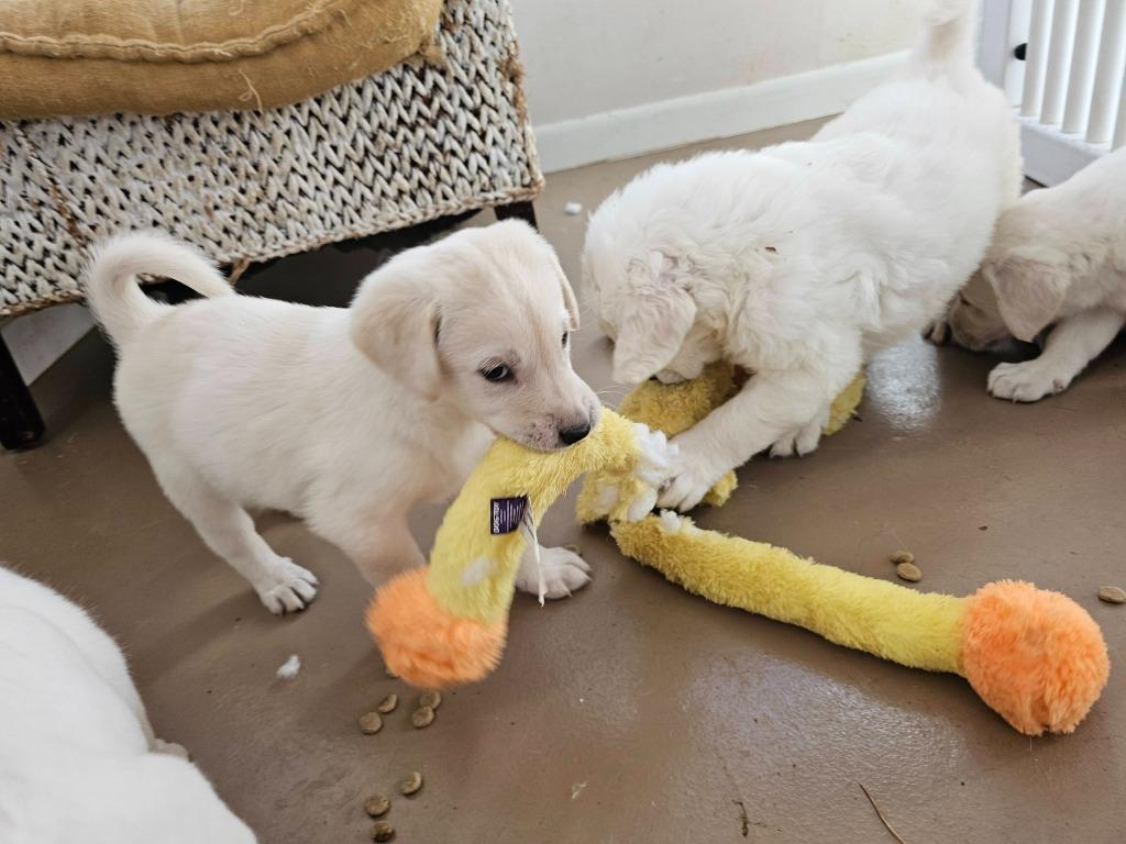 Gander, Adoptable, Puppy Female Labrador Retriever.