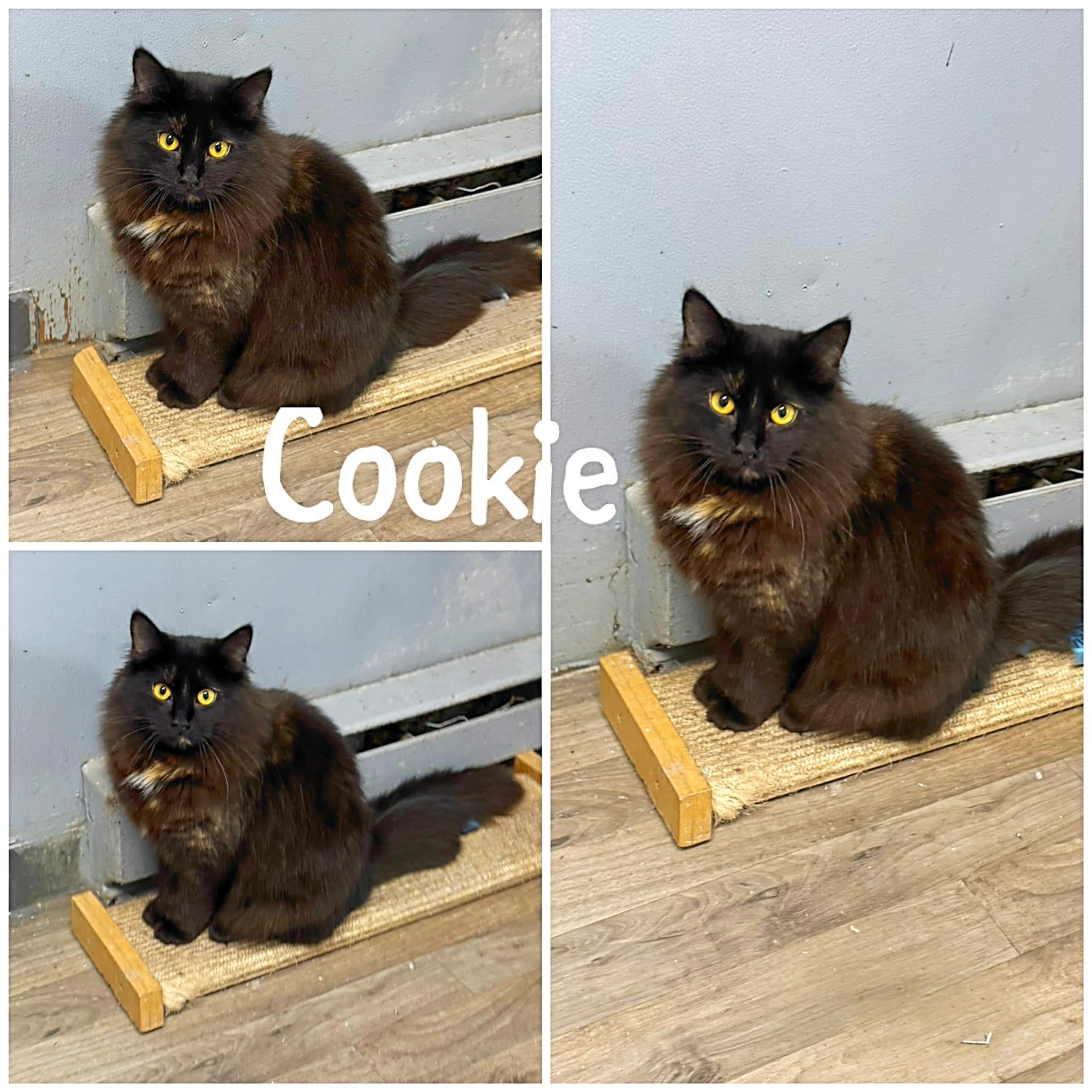 Enlarge Cookie, an adoption pending Domestic Long Hair in Saint James, MO image 1/2