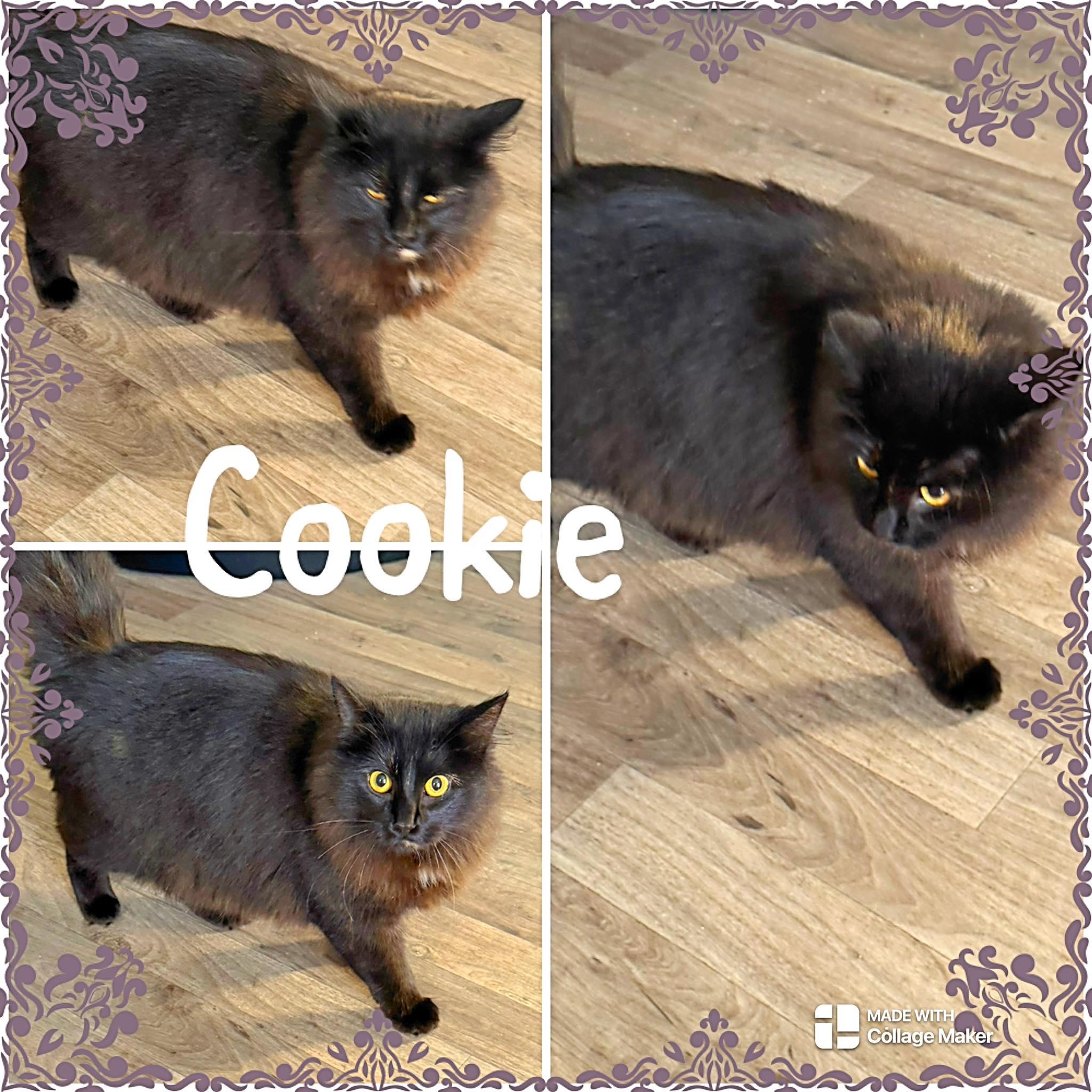 Enlarge Cookie, a ADOPTABLE Domestic Long Hair in Saint James, MO image 1/1