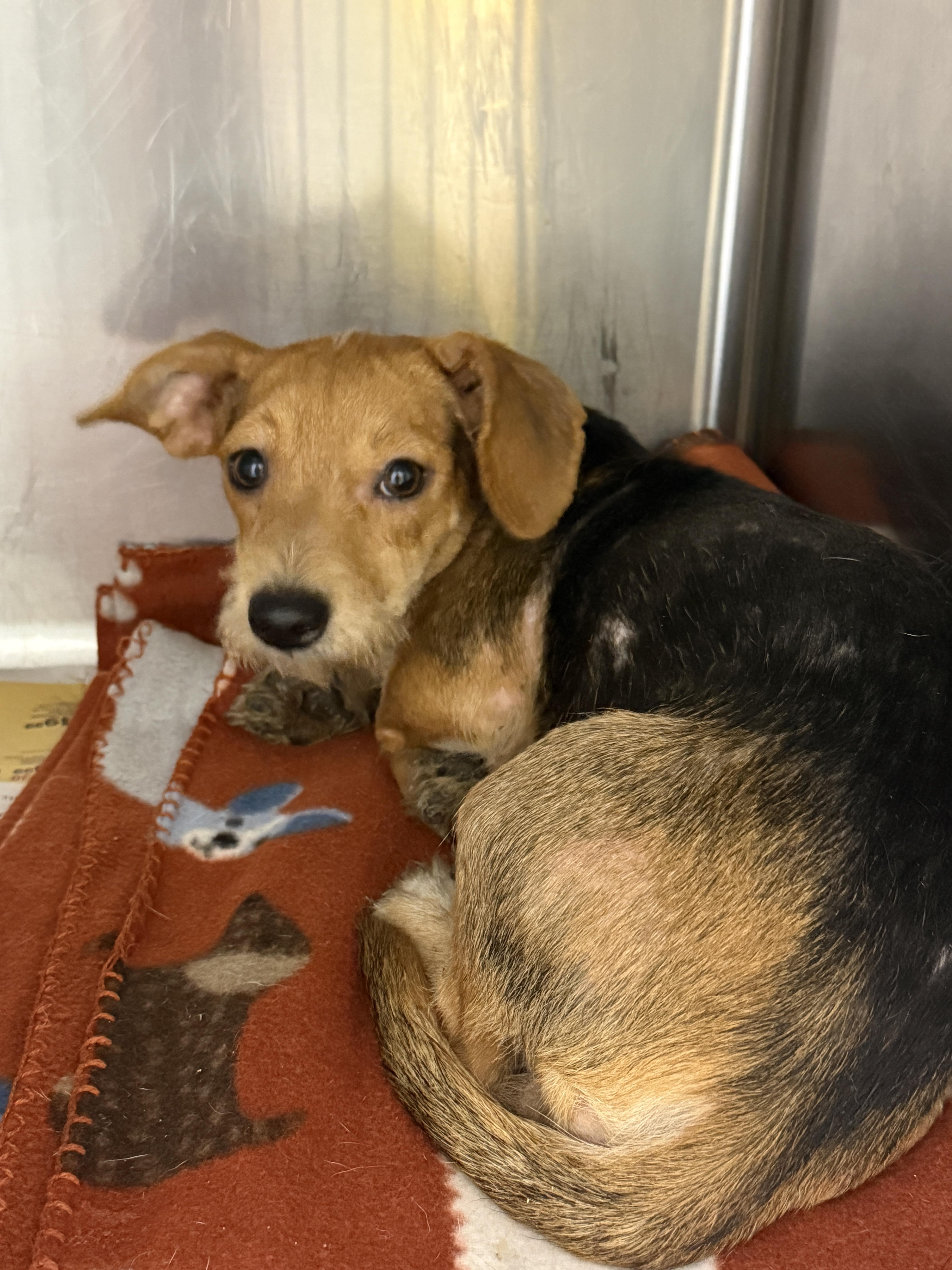 Scruffy, Adoptable, Young Female Dachshund.