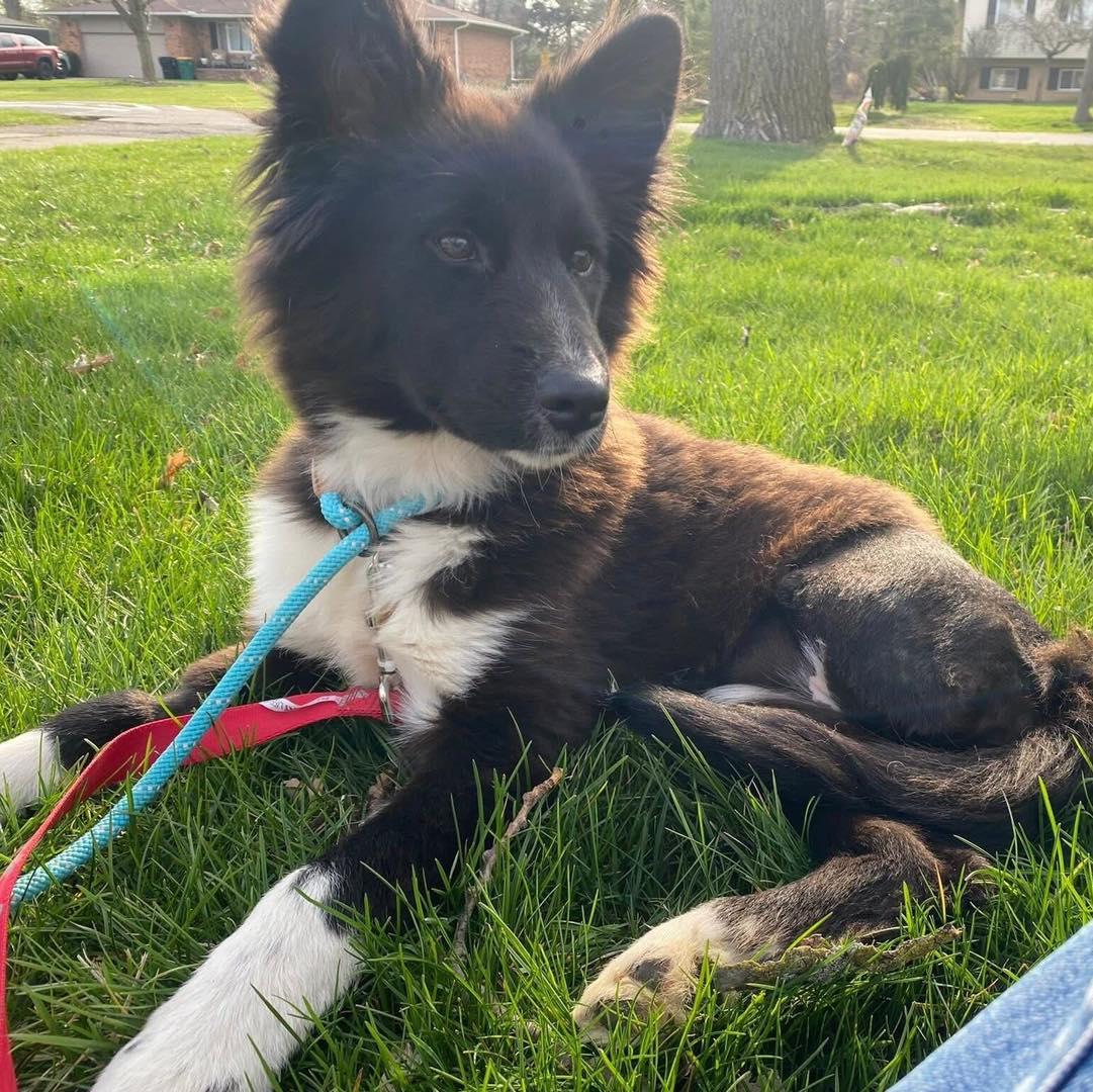 Skittles, a Adopted mixed breed in Farmington Hills, MI image 1/4