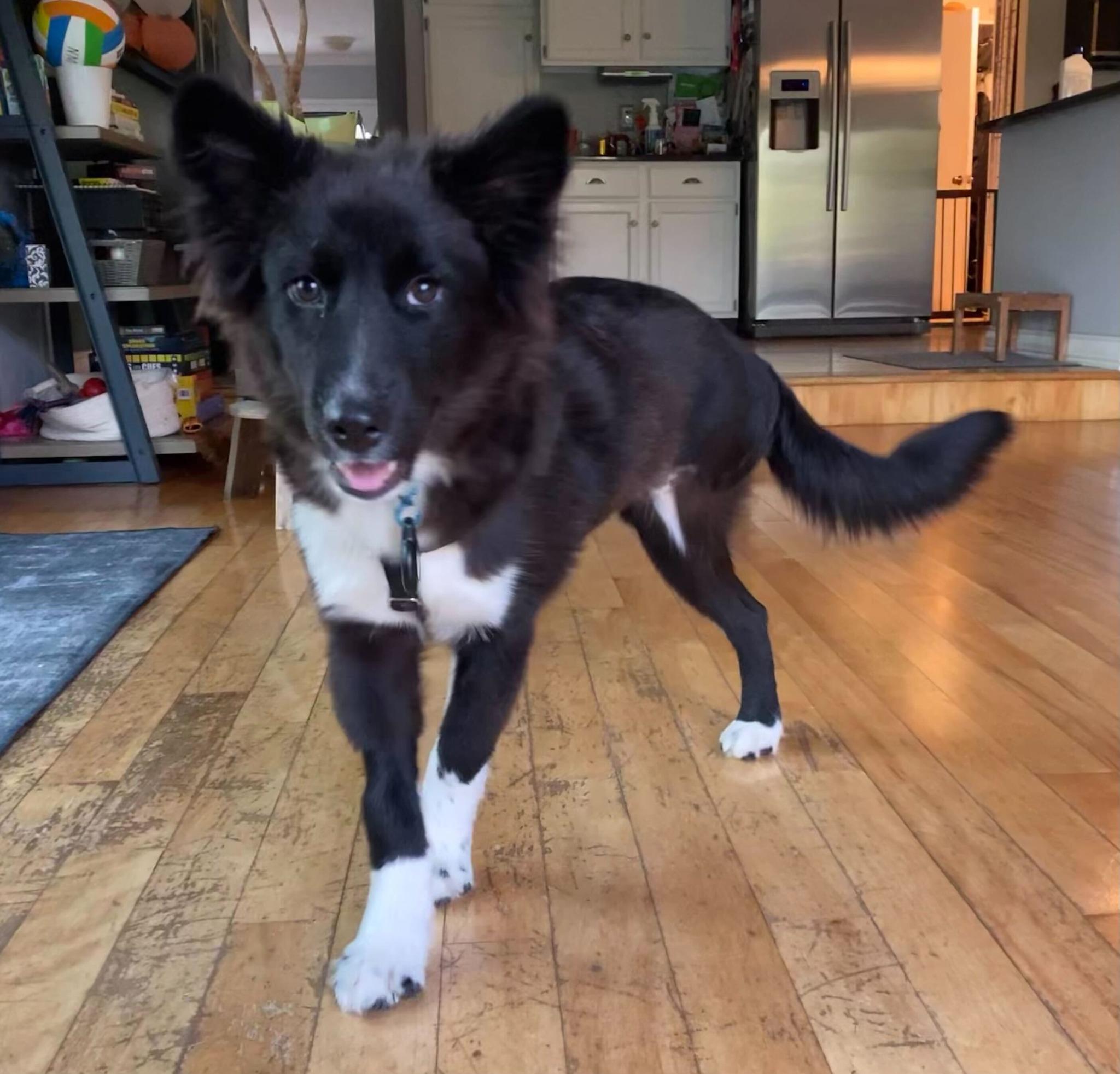 Skittles, a Adopted mixed breed in Farmington Hills, MI image 4/4