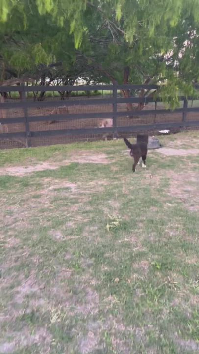 Enlarge Skittles, a Adopted mixed breed in Farmington Hills, MI video 2/4