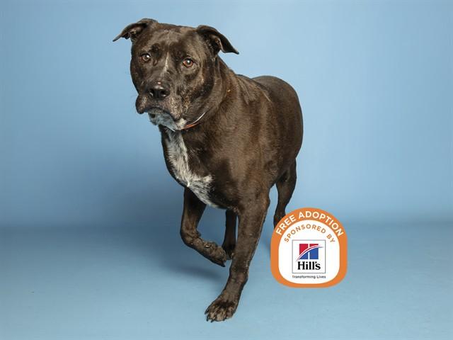 JULIAN, Adoptable, Adult Male Pit Bull Terrier & Mixed Breed.
