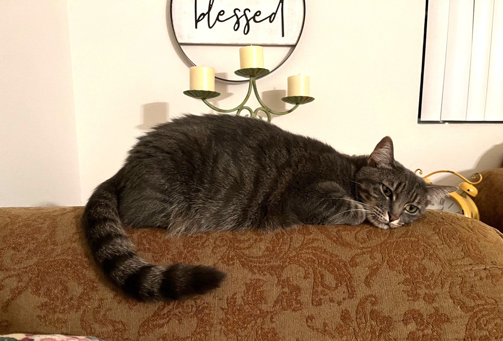 Priscilla, a Adoptable mixed breed in Mission Viejo, CA image 4/5