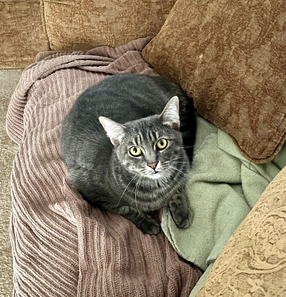 Priscilla, Adoptable, Young Female Tabby & Domestic Short Hair.