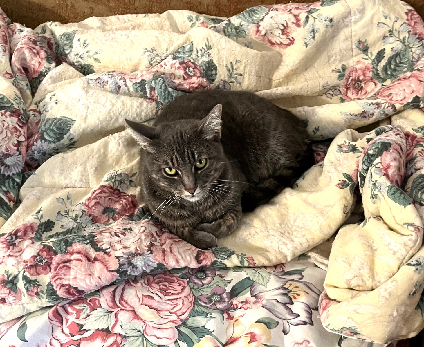 Priscilla, a Adoptable mixed breed in Mission Viejo, CA image 3/5