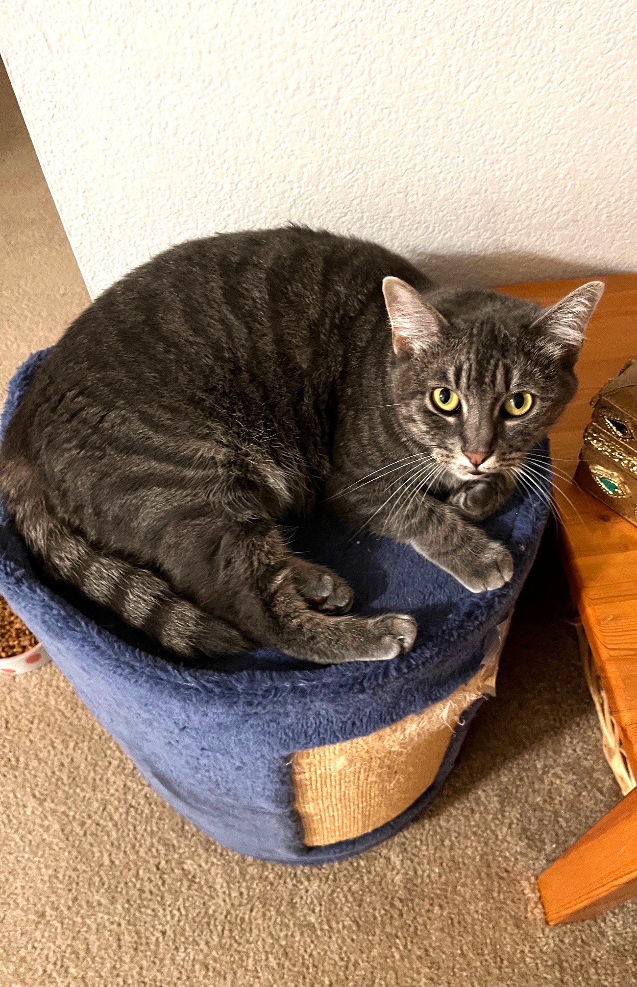 Priscilla, a Adoptable mixed breed in Mission Viejo, CA image 5/5