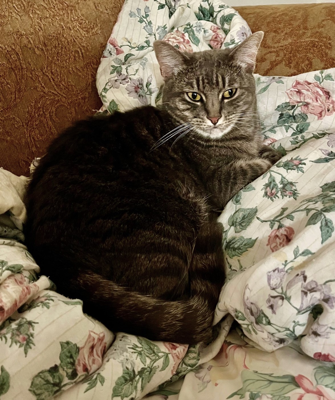 Priscilla, a Adoptable mixed breed in Mission Viejo, CA image 1/5