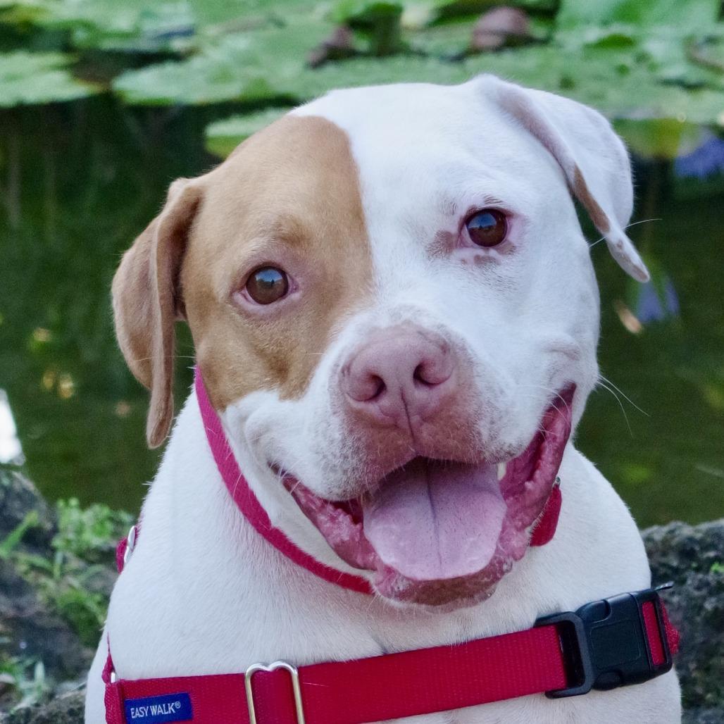 Enlarge Bruno, a Adoptable mixed breed in Miami, FL image 1/6