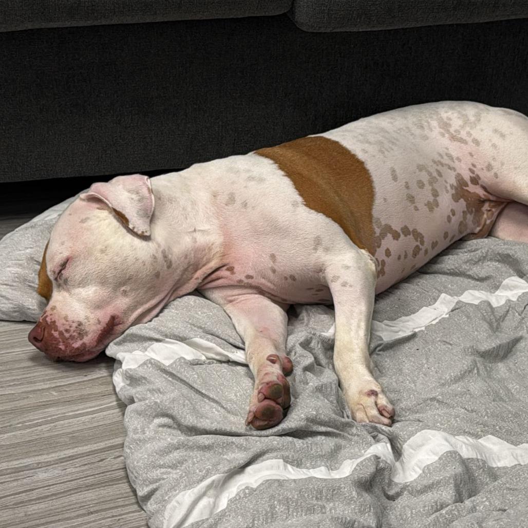 Bruno, Adoptable, Adult Male English Bulldog & Mixed Breed.