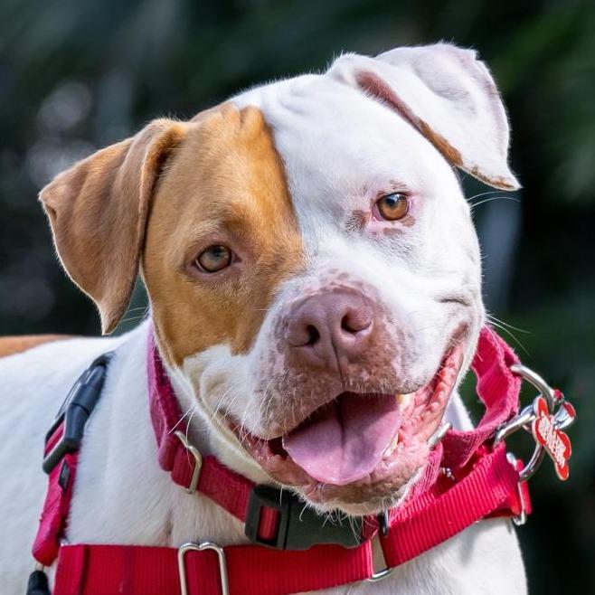 Bruno, Adoptable, Adult Male English Bulldog & Mixed Breed.