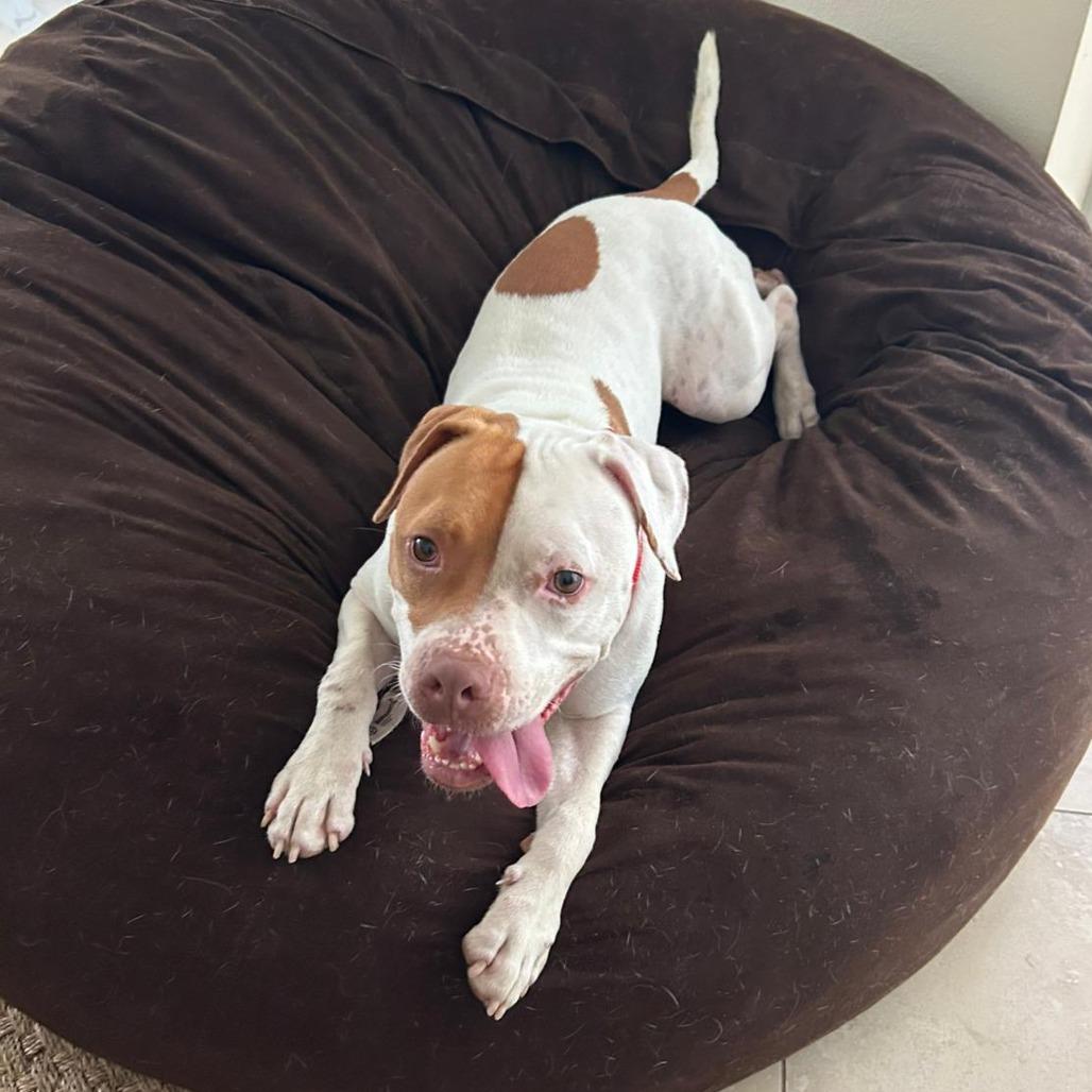 Enlarge Bruno, a Adoptable mixed breed in Miami, FL image 1/6