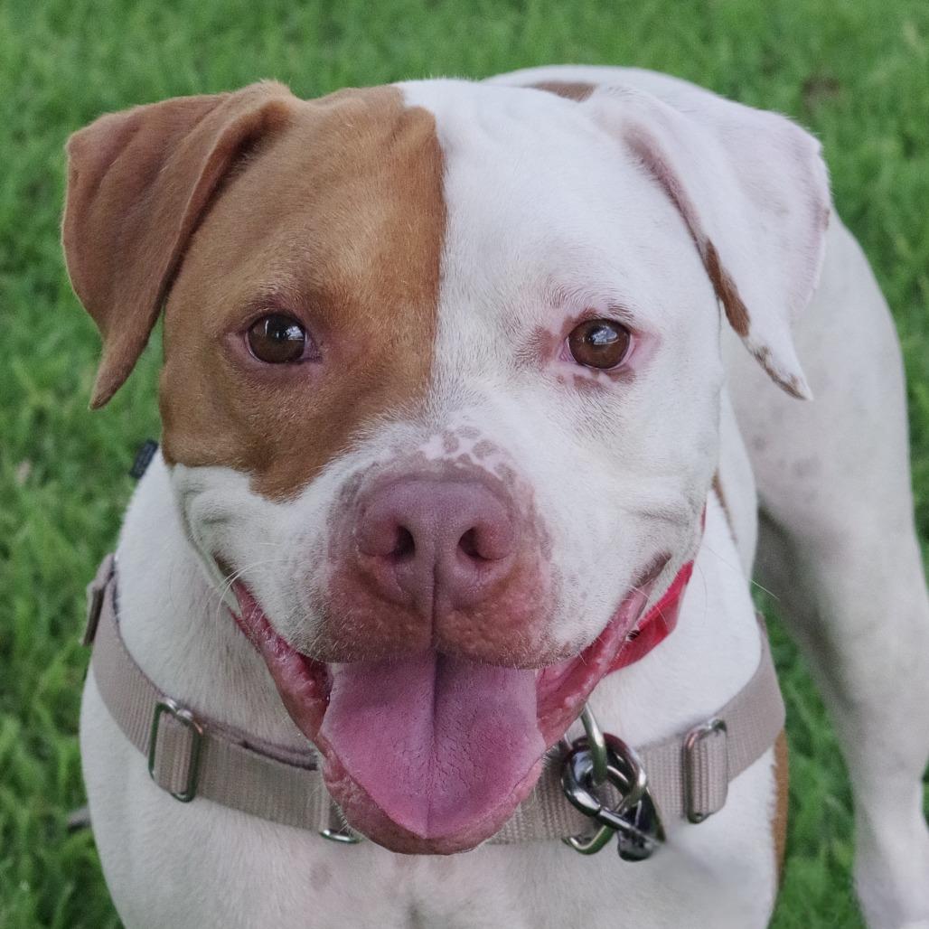 Enlarge Bruno, a Adoptable mixed breed in Miami, FL image 1/6