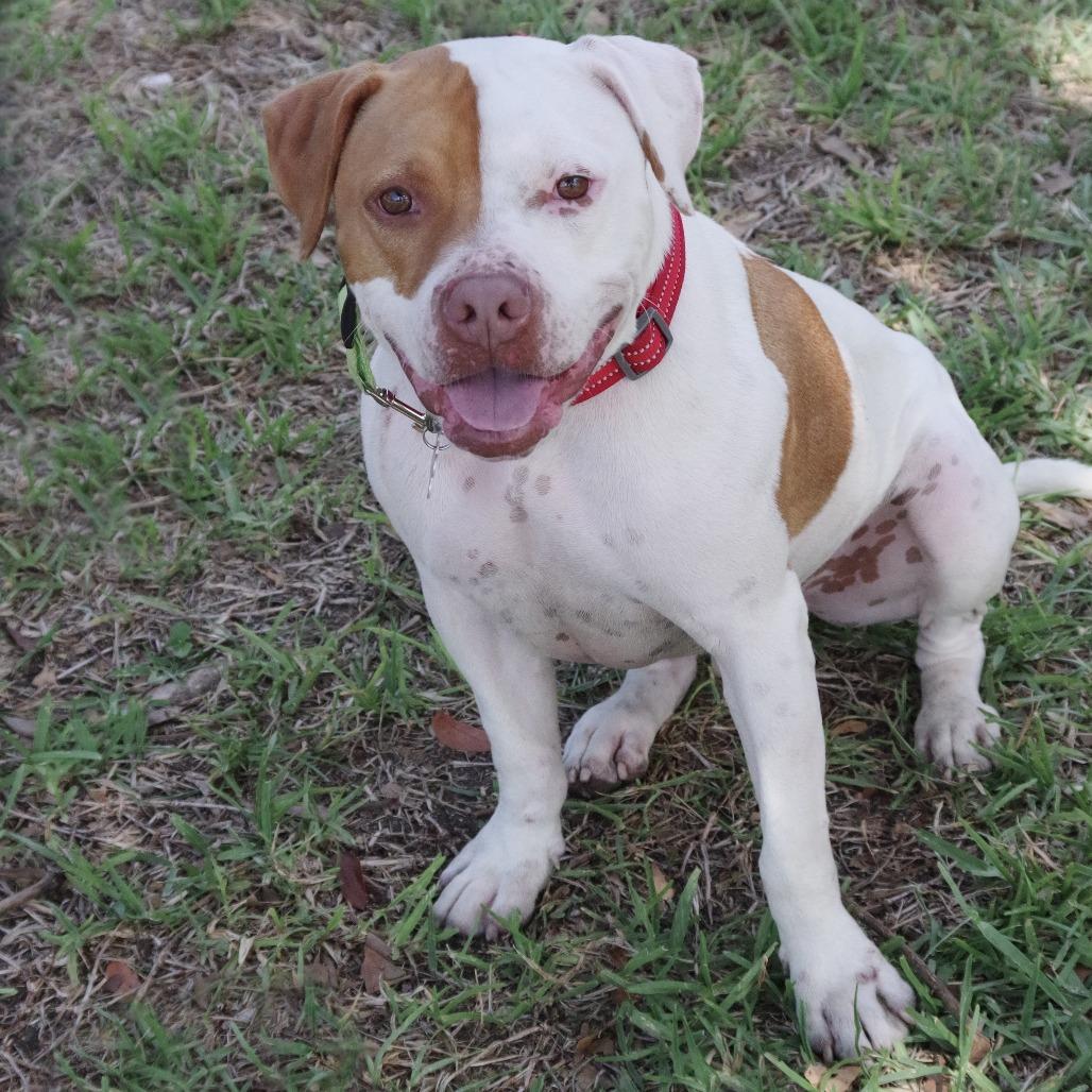 Enlarge Bruno, a Adoptable mixed breed in Miami, FL image 2/6