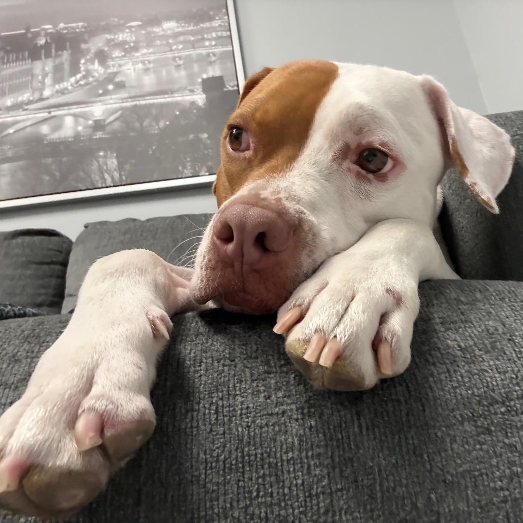 Enlarge Bruno, a Adoptable mixed breed in Miami, FL image 3/6