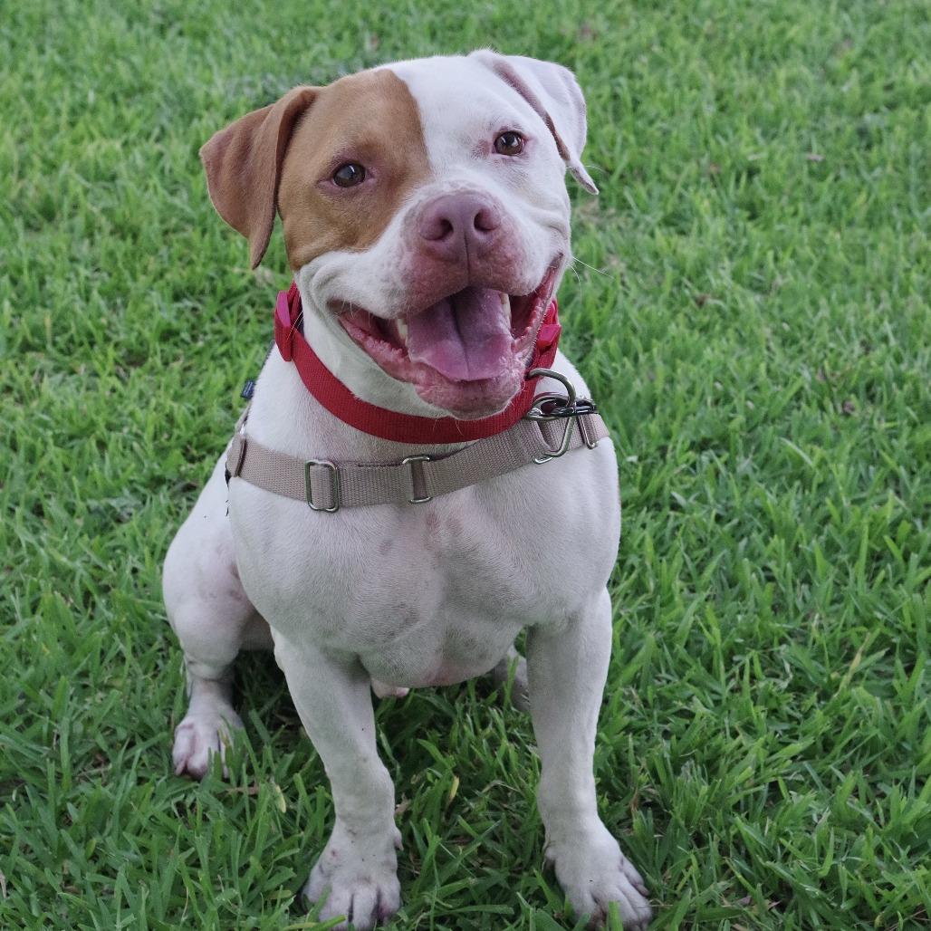 Enlarge Bruno, a Adoptable mixed breed in Miami, FL image 2/6