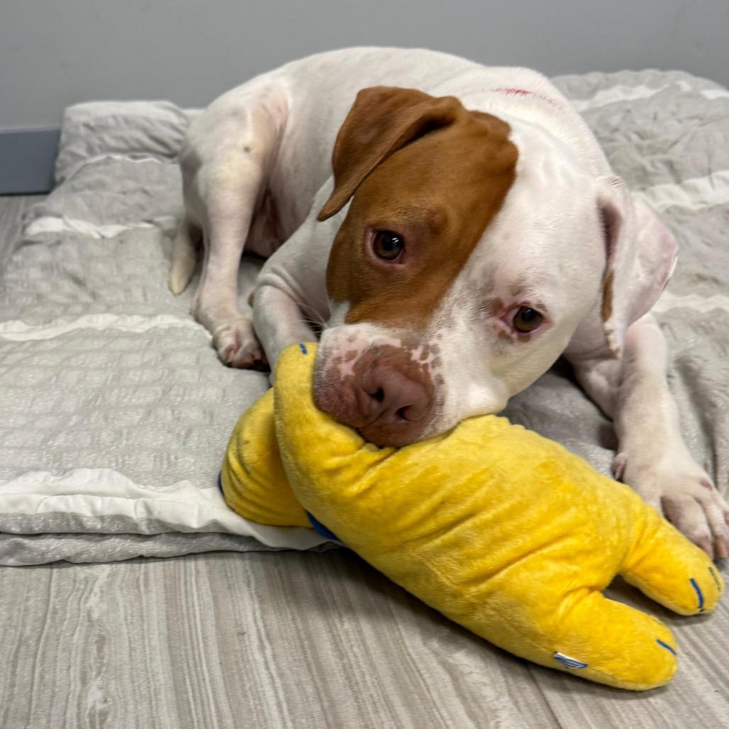 Enlarge Bruno, a Adoptable mixed breed in Miami, FL image 4/6