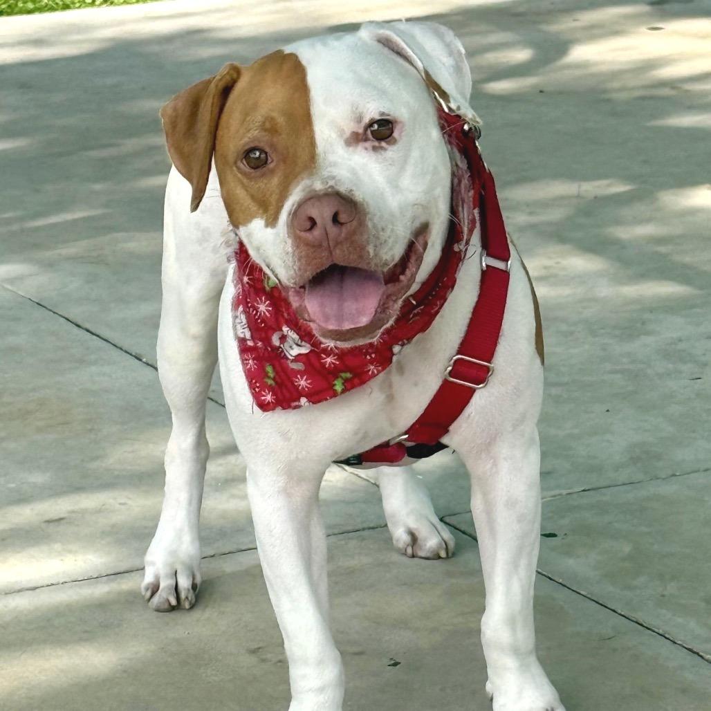 Enlarge Bruno, a Adoptable mixed breed in Miami, FL image 4/6