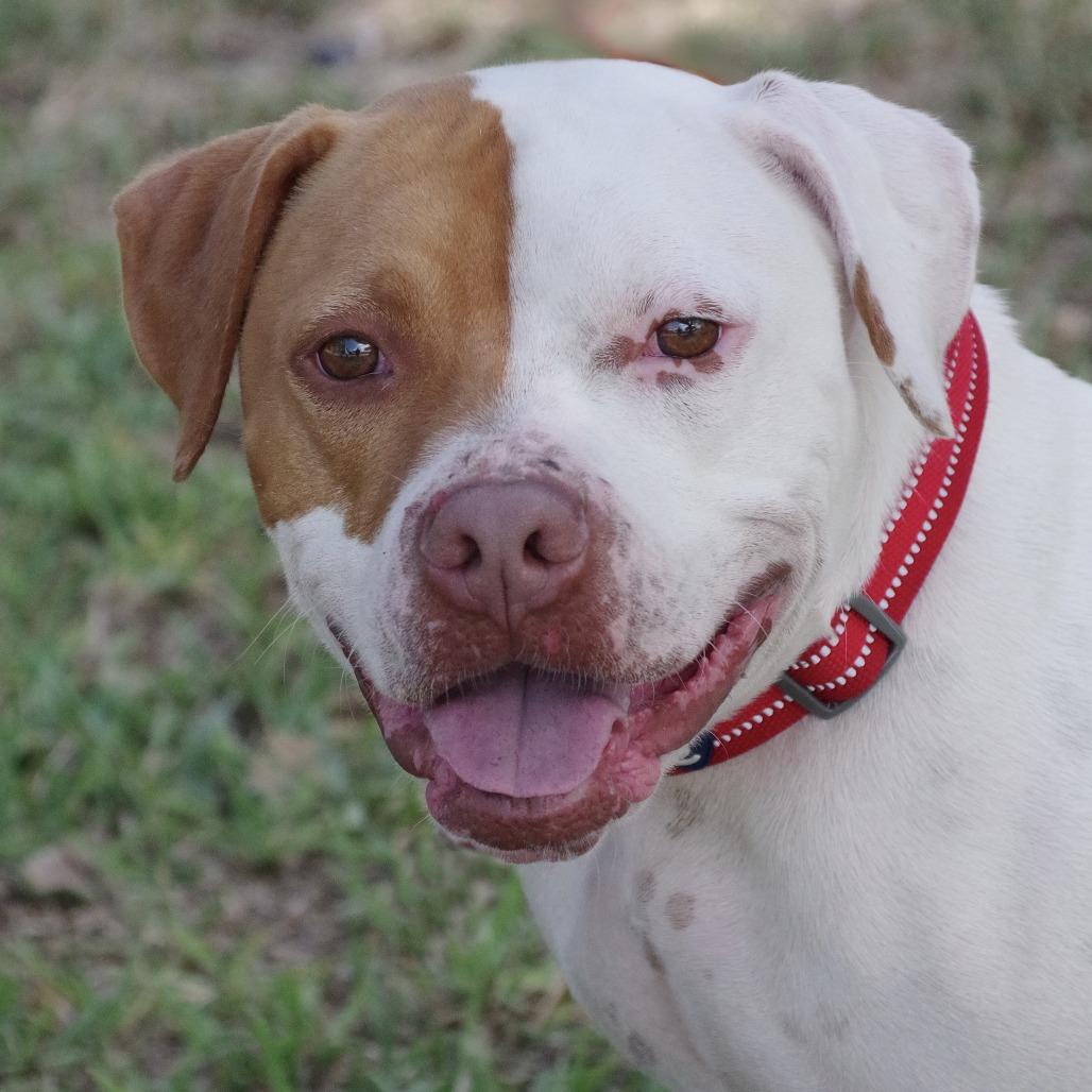 Enlarge Bruno, a Adoptable mixed breed in Miami, FL image 3/6