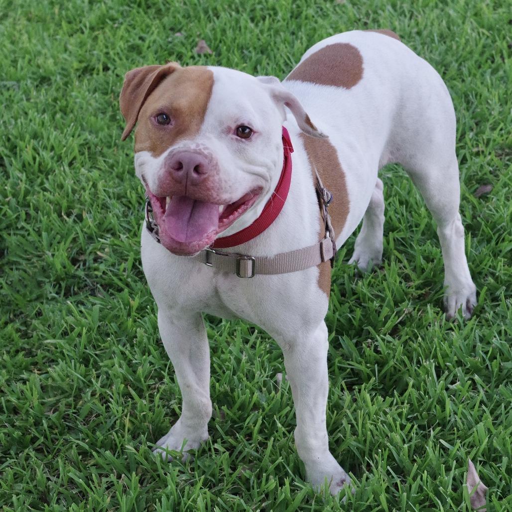 Enlarge Bruno, a Adoptable mixed breed in Miami, FL image 3/6