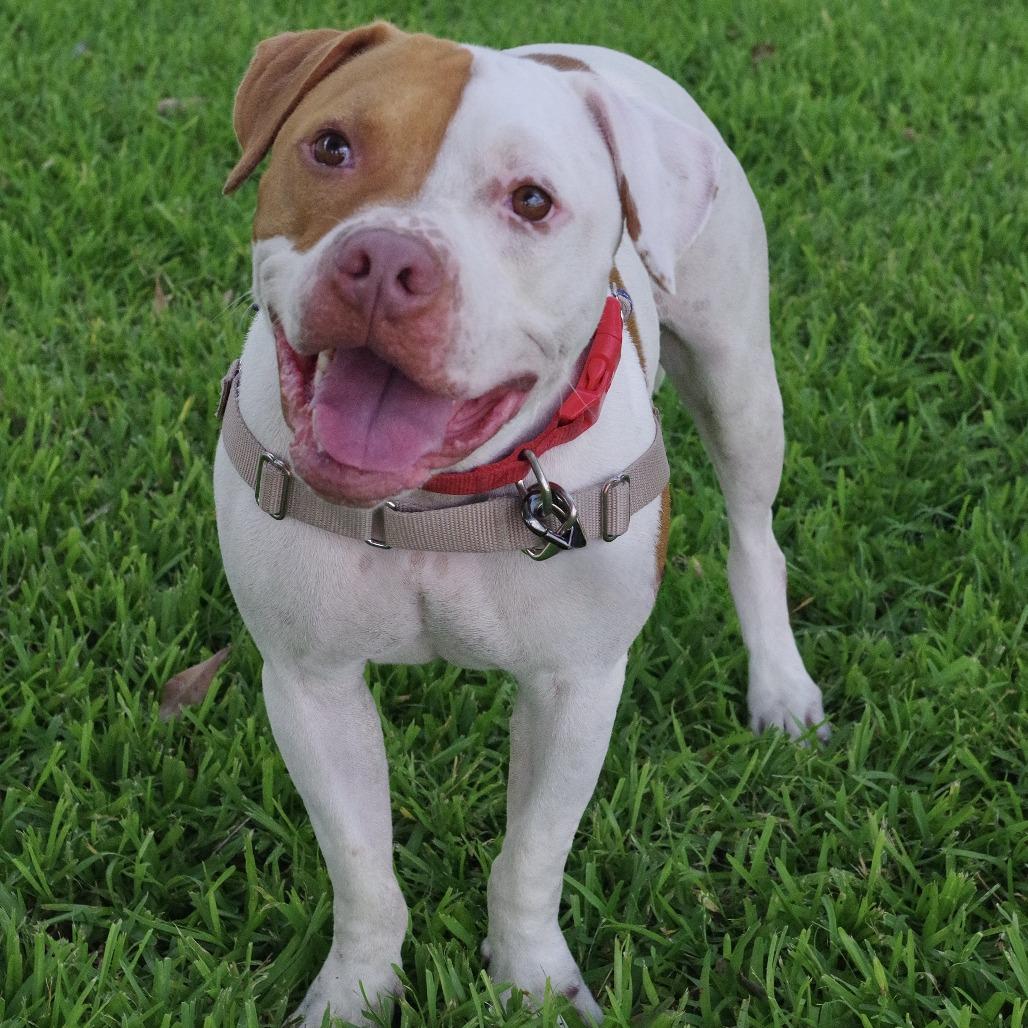 Enlarge Bruno, a Adoptable mixed breed in Miami, FL image 4/6