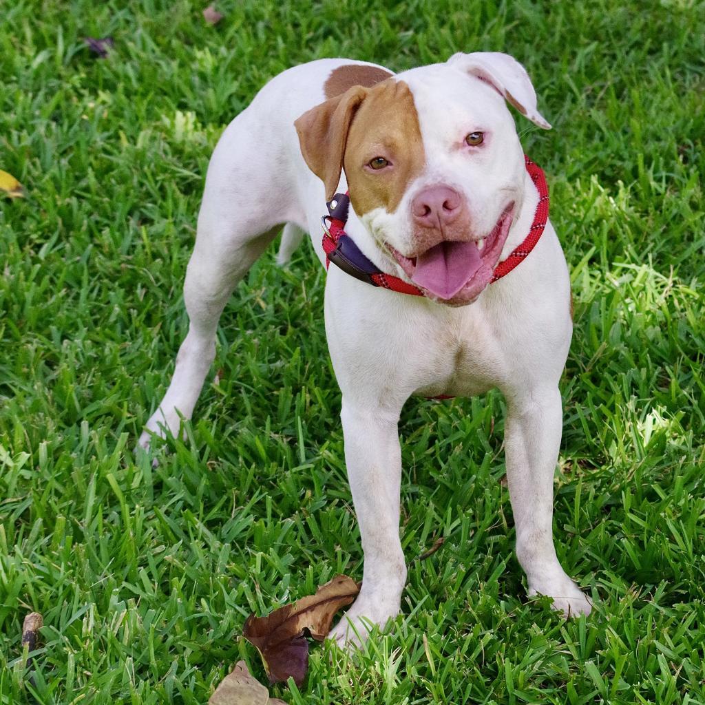 Enlarge Bruno, a Adoptable mixed breed in Miami, FL image 4/6