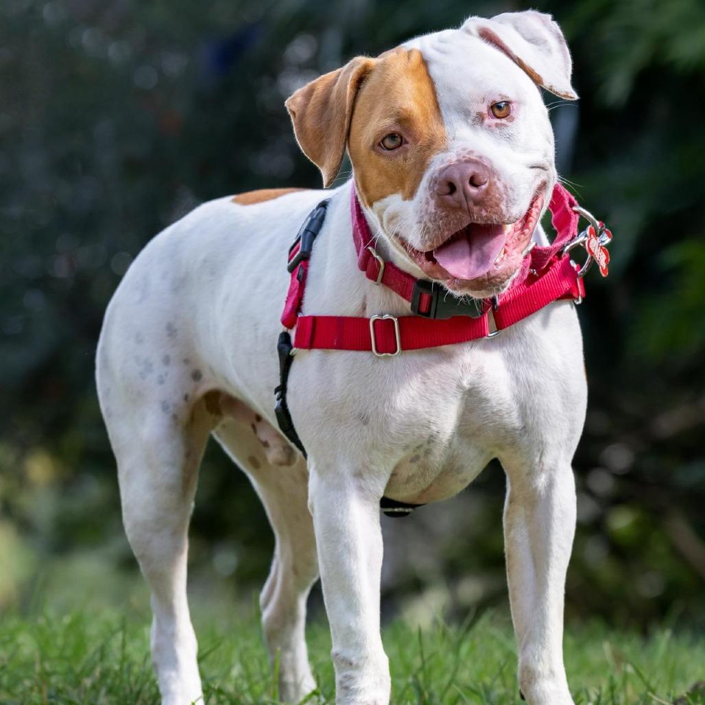 Enlarge Bruno, a Adoptable mixed breed in Miami, FL image 5/6