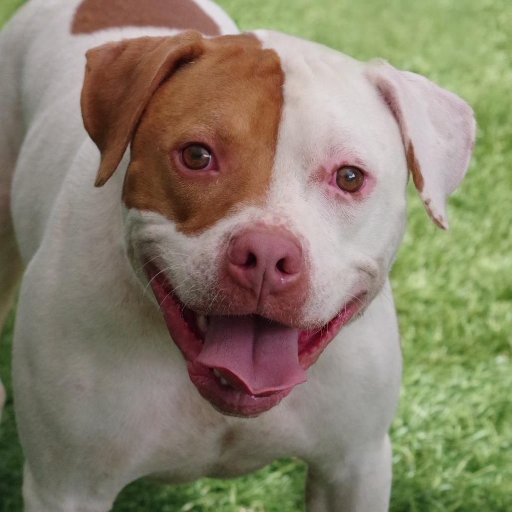 Enlarge Bruno, a Adoptable mixed breed in Miami, FL image 6/6