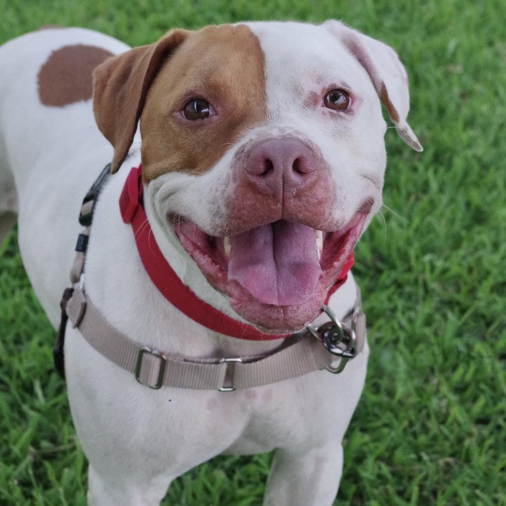 Enlarge Bruno, a Adoptable mixed breed in Miami, FL image 6/6
