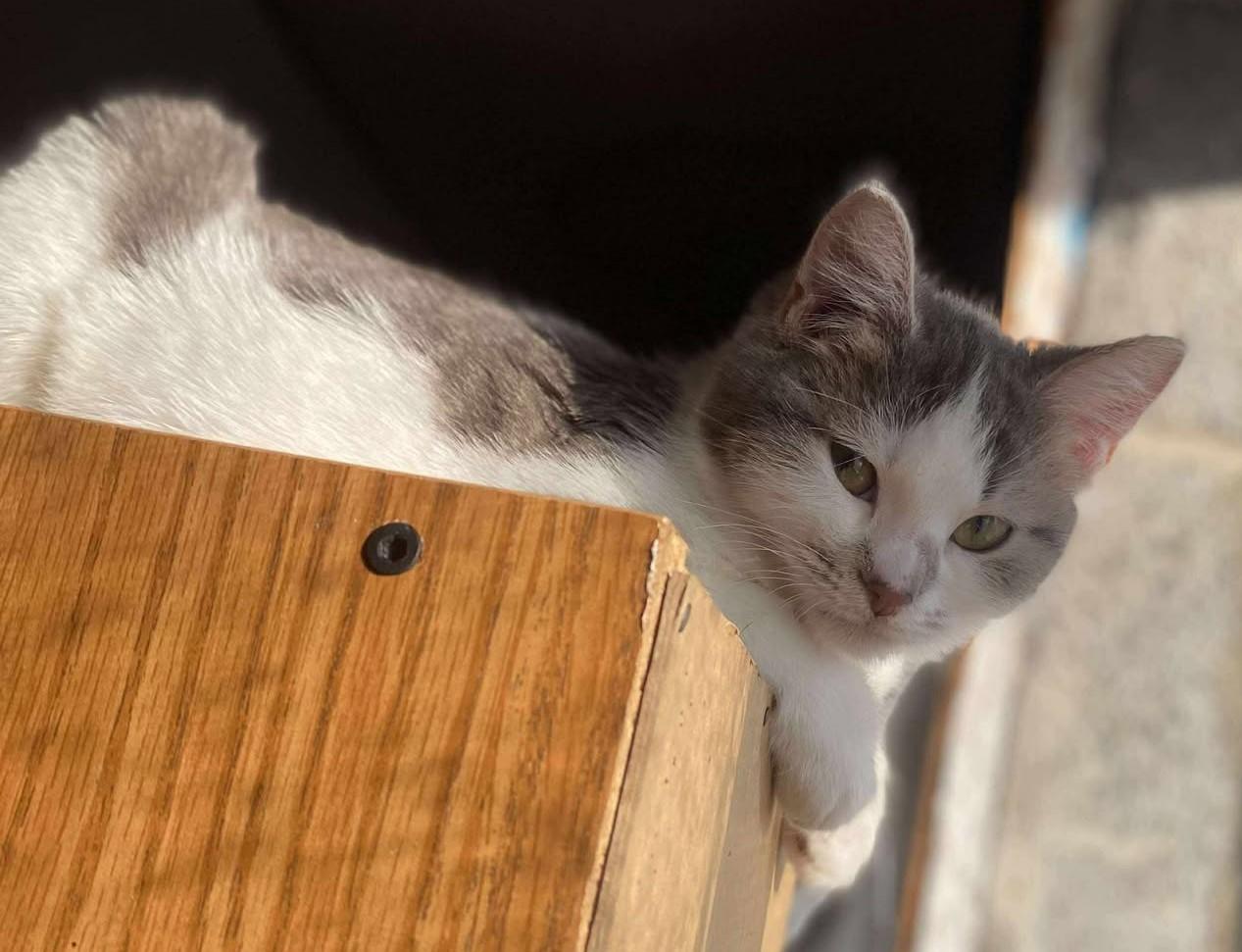 Heidi May, a Adoptable Domestic Short Hair in Beckley, WV image 2/4