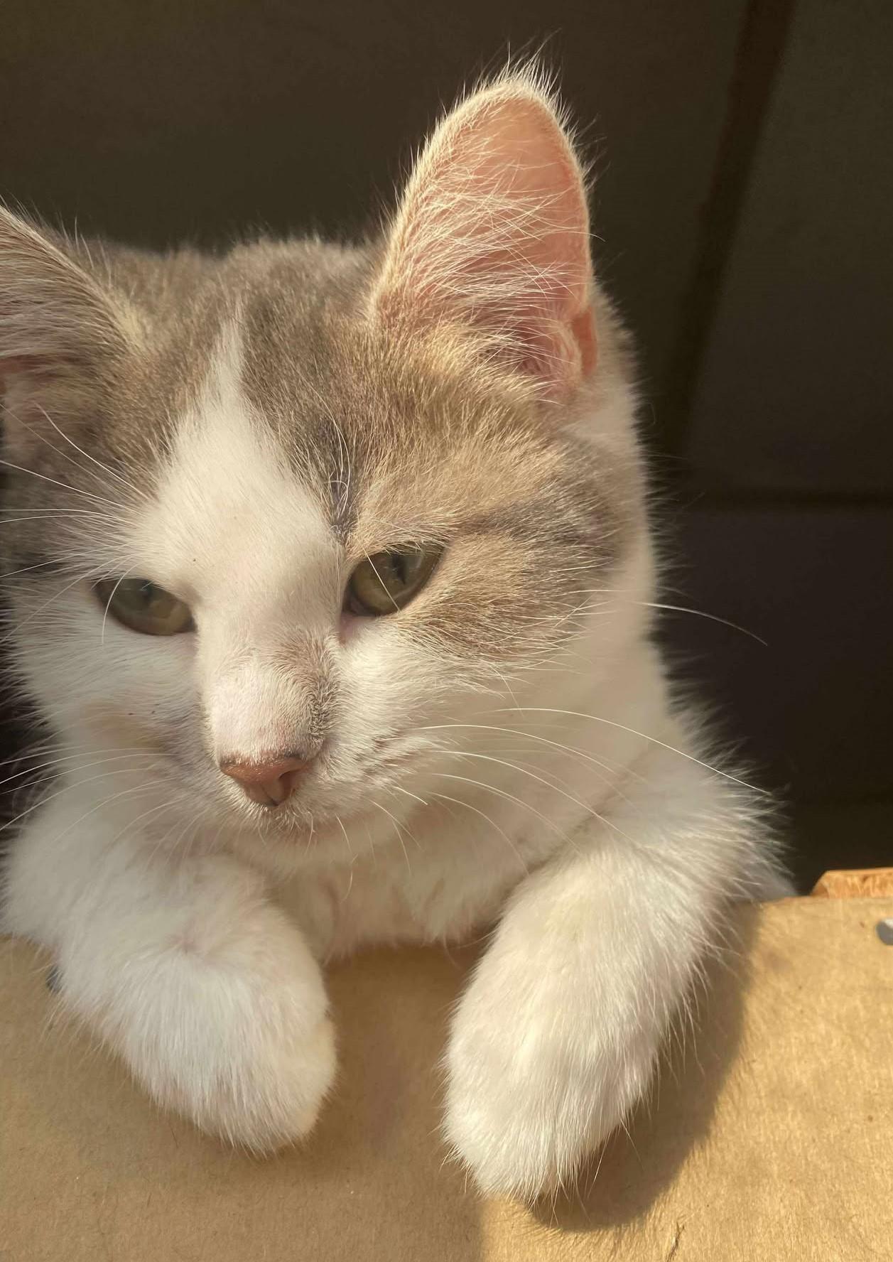 Heidi May, a Adoptable Domestic Short Hair in Beckley, WV image 3/4