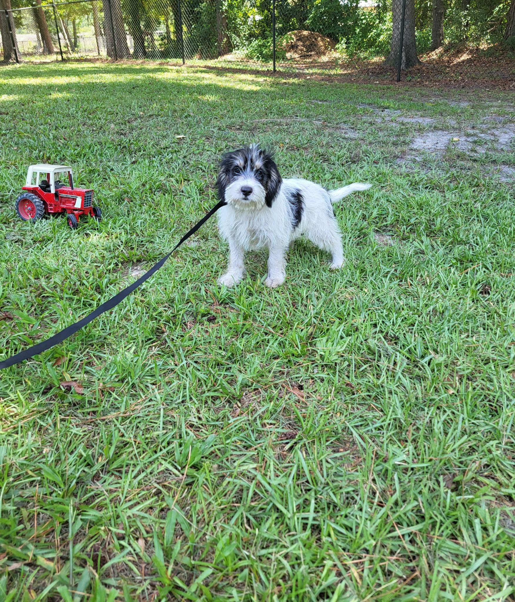 Enlarge Jax, an adopted mixed breed in Hillsdale, NY image 2/3
