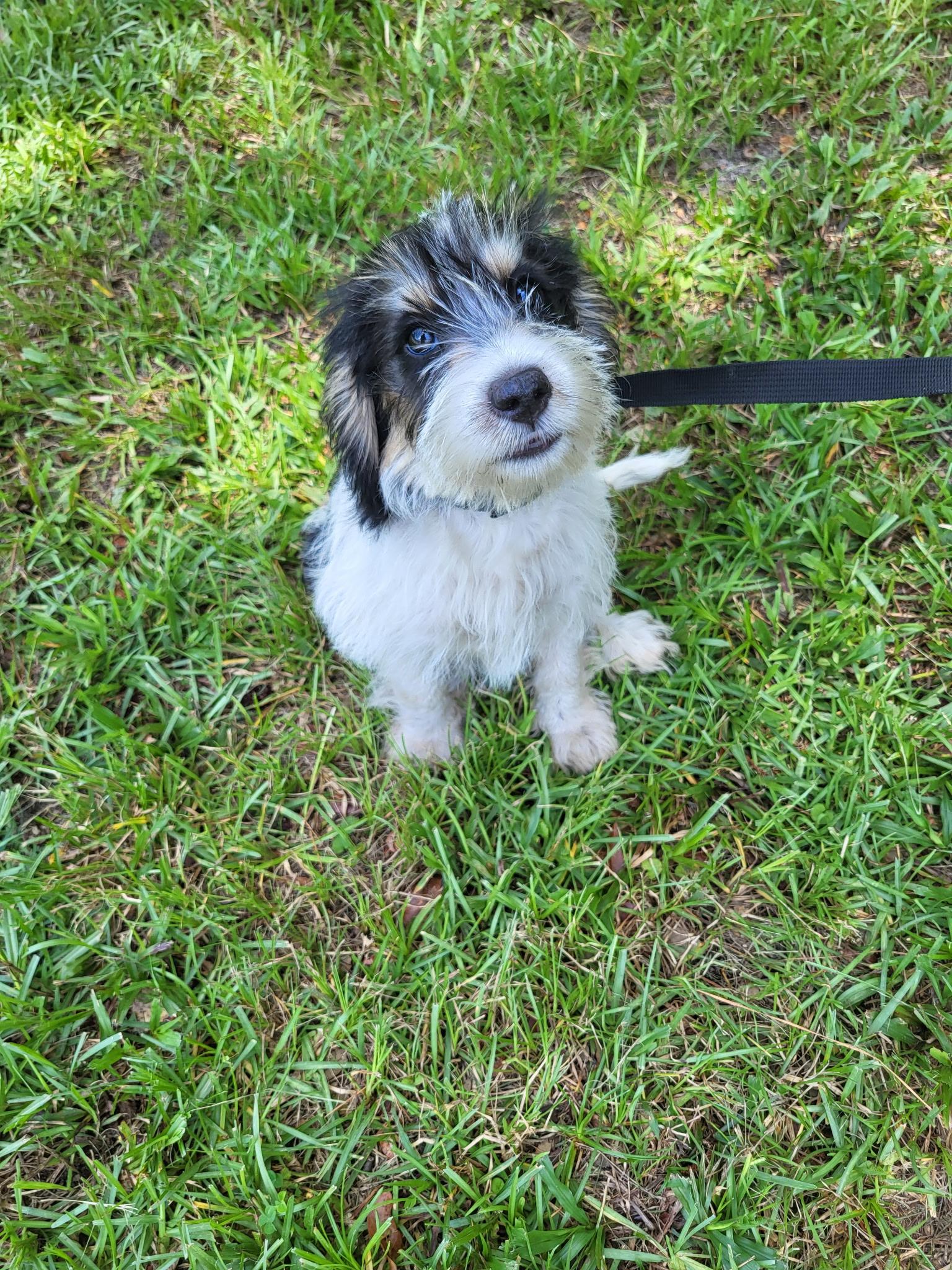 Enlarge Jax, an adopted mixed breed in Hillsdale, NY image 1/3