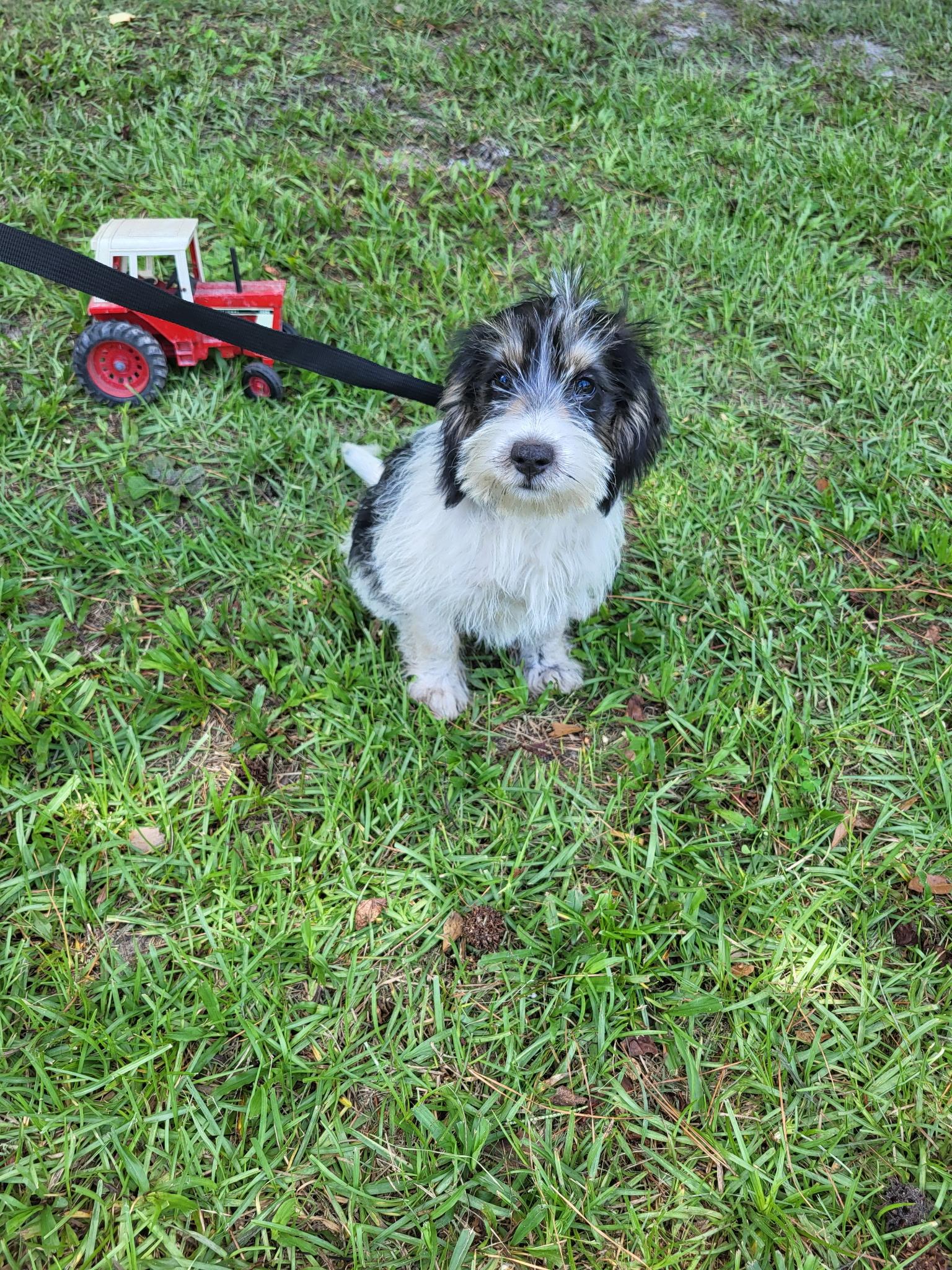 Enlarge Jax, an adopted mixed breed in Hillsdale, NY image 3/3